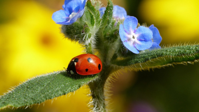 Ladybug green leaf blue yellow free wallpaper for desktop - medium preview image
