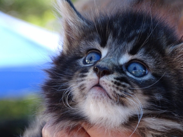 Small kitten blue eyes hand free wallpaper for desktop - medium preview image