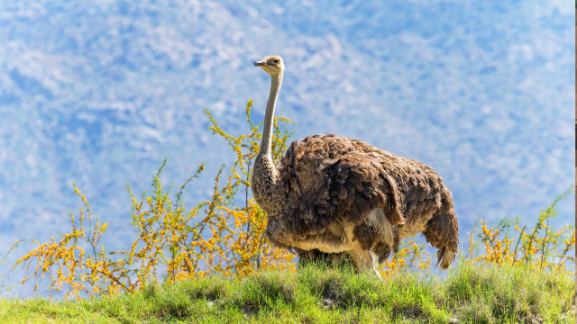 Ostrich grassy hill mountain bush free wallpaper for desktop - medium preview image