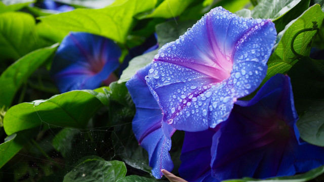 Blue flower water droplets macro #8 free wallpaper for desktop - medium preview image