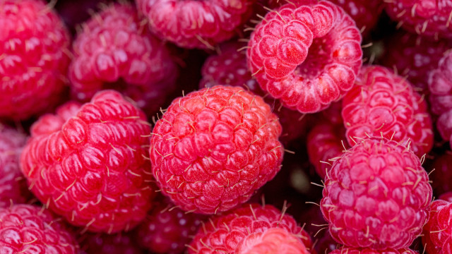 Raspberries macro blood flower rose free wallpaper for desktop - medium preview image