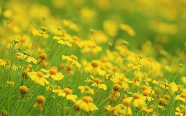 Yellow flower field basket bicycle free wallpaper for desktop - medium preview image