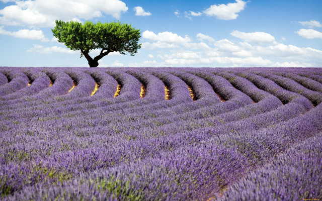 Lone tree lavender field impressionist free wallpaper for desktop - medium preview image