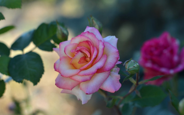 Pink rose garden bokeh macro #7 free wallpaper for desktop - medium preview image