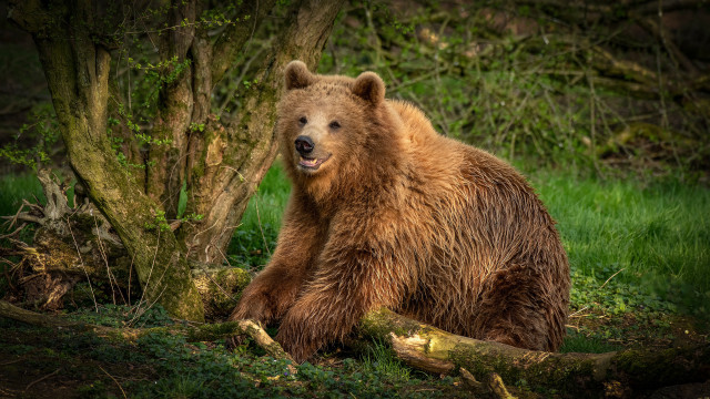 Brown bear in woods with #2 free wallpaper for desktop - medium preview image
