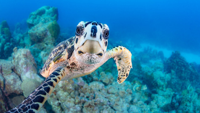 Turtle coral reef ocean blue free wallpaper for desktop - medium preview image