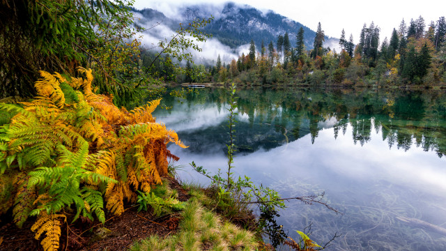 Lake forest yellow flowers mountain free wallpaper for desktop - medium preview image