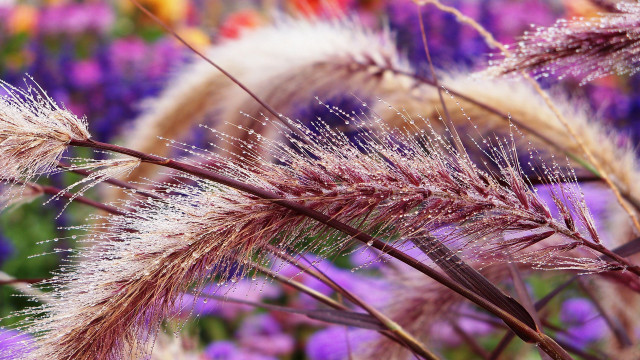 Purple flower field bokeh city free wallpaper for desktop - medium preview image