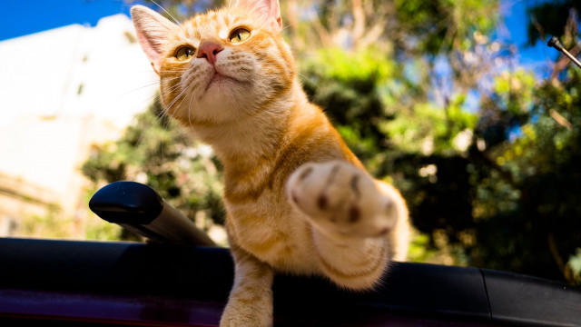 Cat car sky outdoors animal free wallpaper for desktop - medium preview image