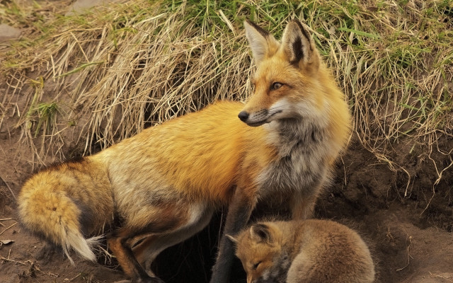 Fox cub dirt grass hole free wallpaper for desktop - medium preview image