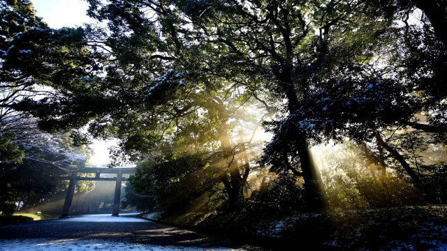 Forest bridge sunshine puzzle crepuscular free wallpaper for desktop - medium preview image