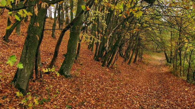 Autumn forest path leaves fence free wallpaper for desktop - medium preview image