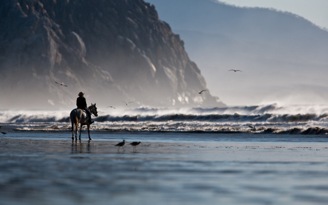 Horse beach ocean mountains birds free wallpaper for desktop - medium preview image