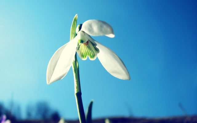 White flower blue sky closeup free wallpaper for desktop - medium preview image