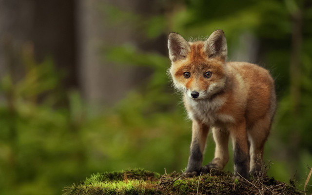 Small fox moss hill woods free wallpaper for desktop - medium preview image