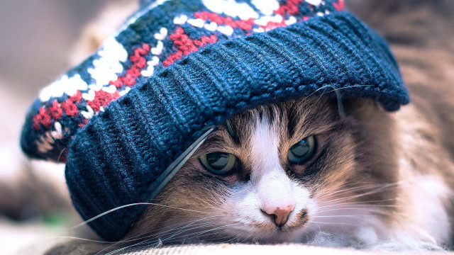Cat knitted hat couch blue free wallpaper for desktop - medium preview image