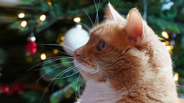 Christmas cat reindeer bokeh lights free wallpaper for desktop - medium preview image