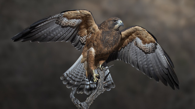Bird prey wings branch photorealism free wallpaper for desktop - medium preview image