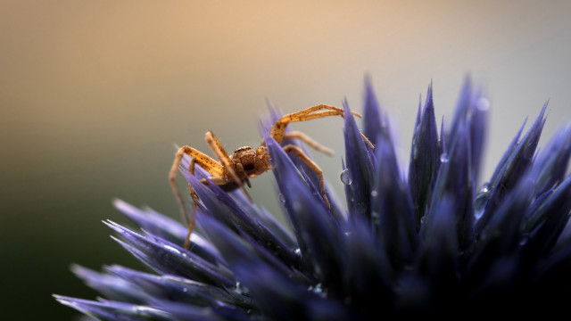 Spider purple flower water drops free wallpaper for desktop - medium preview image
