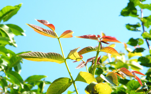 Plant bamboo leaves blue sky #2 free wallpaper for desktop - medium preview image