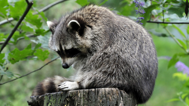 Raccoon tree stump forest blurry free wallpaper for desktop - medium preview image