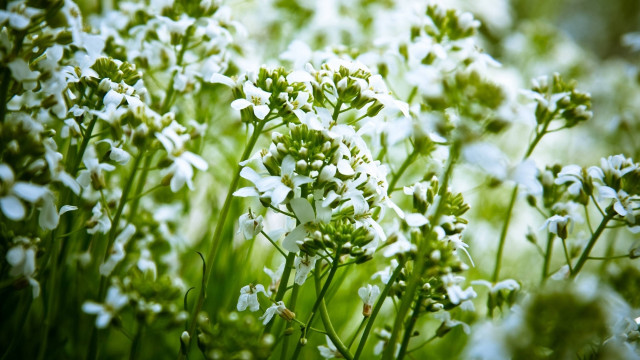 White flower field macro blurry free wallpaper for desktop - medium preview image