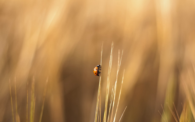 Small bug tall grass field free wallpaper for desktop - medium preview image