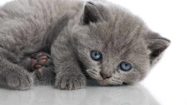 Small gray kitten blue eyes #4 free wallpaper for desktop - medium preview image