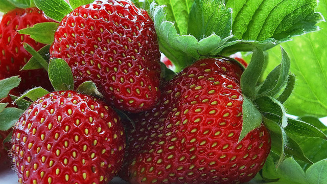 Strawberries leaves macro food berry free wallpaper for desktop - medium preview image