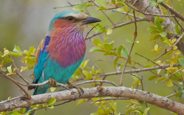 Colorful bird branch leaves vibrant free wallpaper for desktop - medium preview image