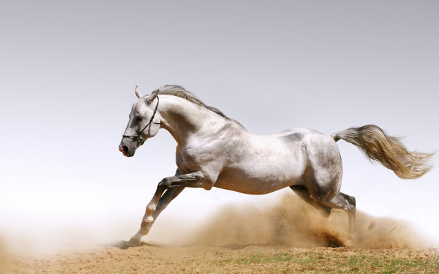 White horse running dust background free wallpaper for desktop - medium preview image