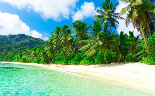Beach palm trees sand water free wallpaper for desktop - medium preview image