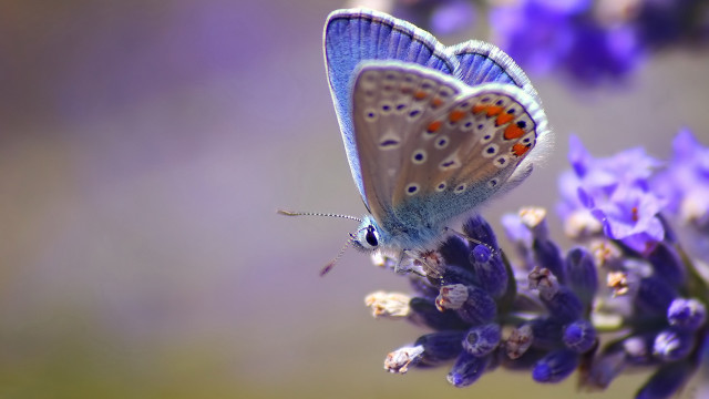 Blue butterfly purple flower macro free wallpaper for desktop - medium preview image