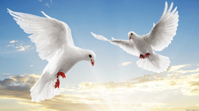 White birds flying sun clouds free wallpaper for desktop - medium preview image