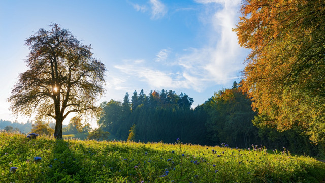 Tree field sky clouds autumn free wallpaper for desktop - medium preview image