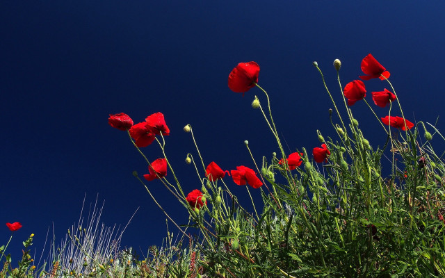 Red flowers grass blue sky free wallpaper for desktop - medium preview image