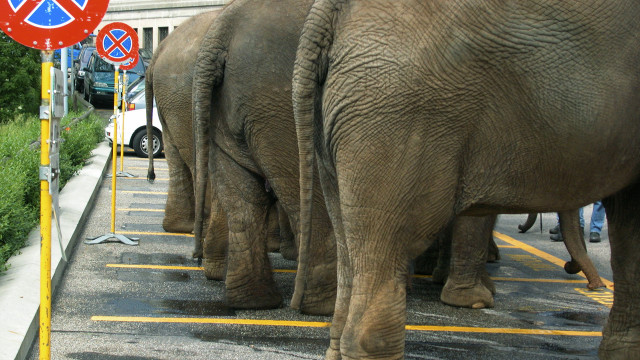Elephants parking lot no parking free wallpaper for desktop - medium preview image