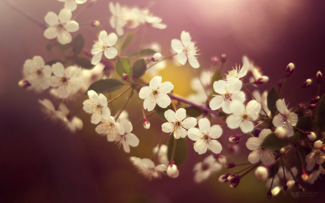 White flowers branch macro cherry free wallpaper for desktop - medium preview image