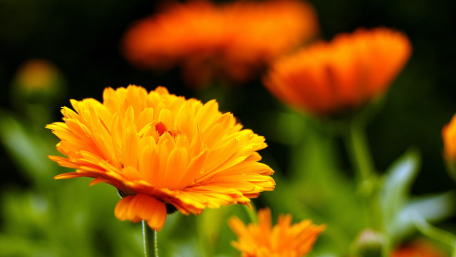Yellow flower bokeh autumn orange free wallpaper for desktop - medium preview image