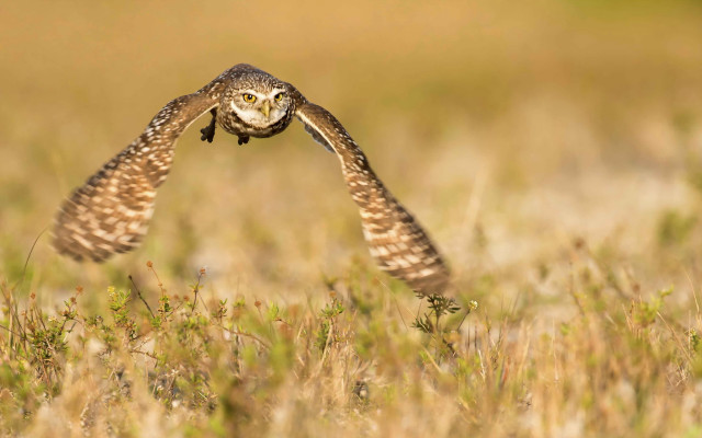 Small owl flying field tall free wallpaper for desktop - medium preview image