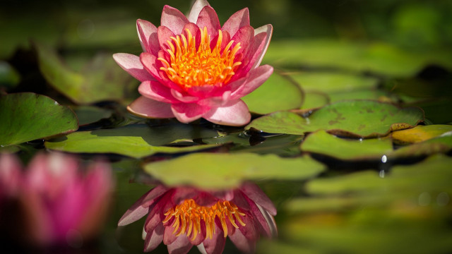 Pink flower water lilies macro #2 free wallpaper for desktop - medium preview image