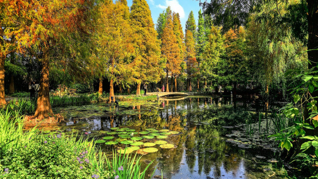 Pond lily pads bridge autumn free wallpaper for desktop - medium preview image