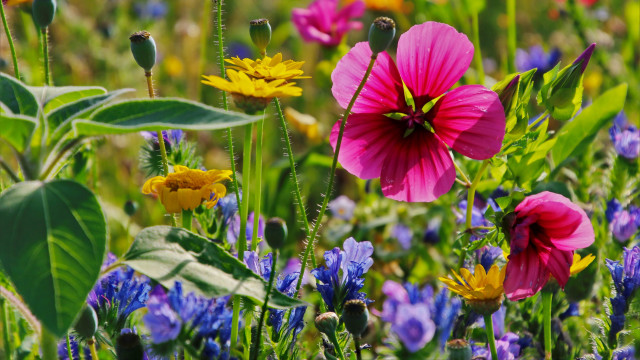 Flower field purple yellow blurry free wallpaper for desktop - medium preview image