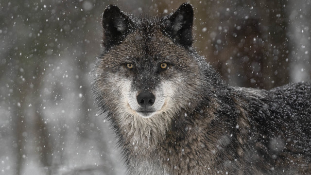 Wolf snow falling nature astronaut free wallpaper for desktop - medium preview image