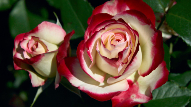 Roses green leaves dark background free wallpaper for desktop - medium preview image