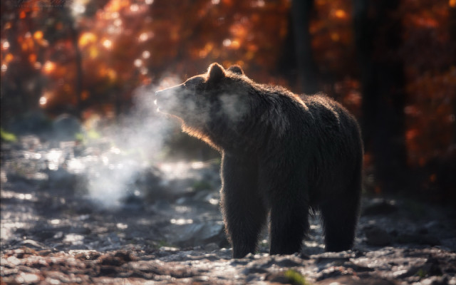 Brown bear forest steam christmas free wallpaper for desktop - medium preview image