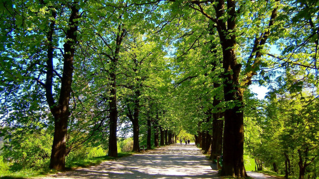 Road trees grass sky bench free wallpaper for desktop - medium preview image