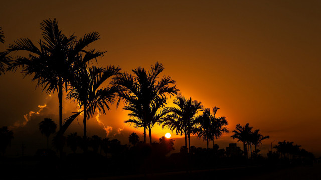 Sunset palm trees building clouds free wallpaper for desktop - medium preview image