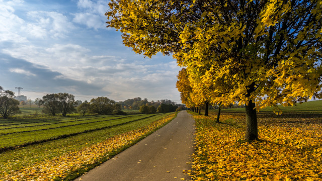 Tree lined road yellow leaves free wallpaper for desktop - medium preview image