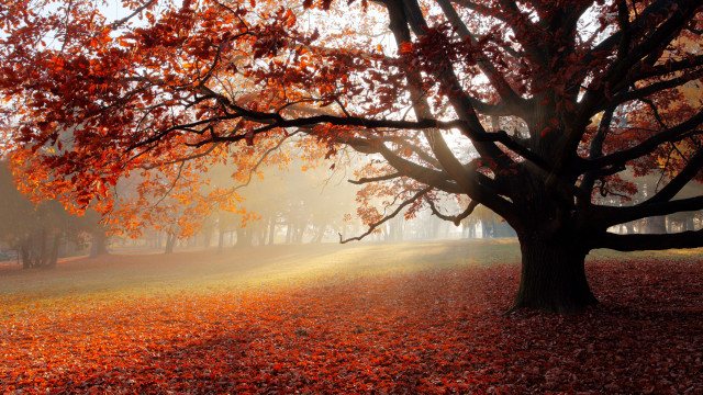 Red leaves park bench foggy free wallpaper for desktop - medium preview image